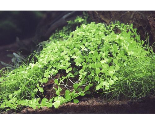 Plantes d''aquarium poussant sur la pierre