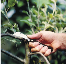Eine Hand benutzt ein Fiskars Okuliermesser, um einen Ast zu schneiden.