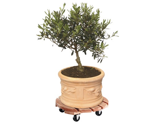 Olivenbaum in Pflanztopf auf Pflanzenroller