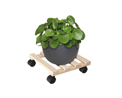 Zimmerpflanze in einem Topf auf einem Pflanzenroller
