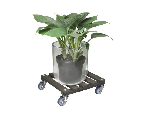 Pflanze im Topf auf einem Pflanzenroller aus Holz mit Rollen