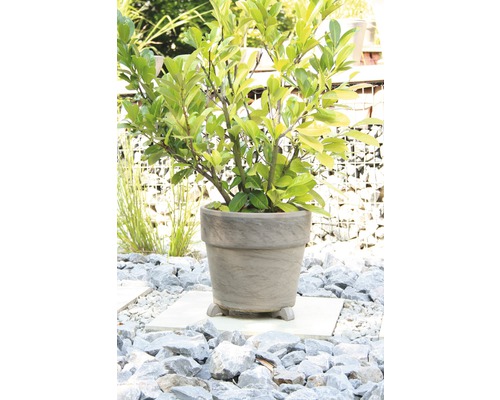 Im Bild ist ein Kirschlorbeer in einem Pflanzkübel im Garten zu sehen.