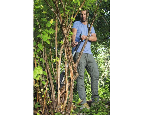 Mann schneidet Baum mit einer Astschere