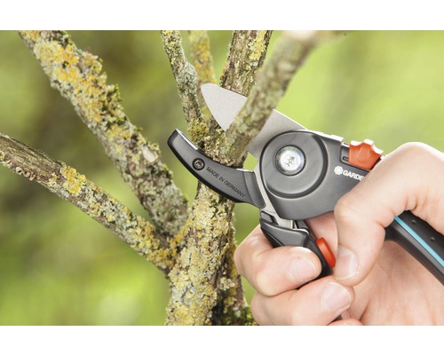 Gartenschere schneidet einen Ast