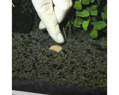 Scène d''aquarium avec substrat, plantes aquatiques et boule d''engrais