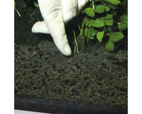 Insertion d''une plante aquatique dans du gravier d''aquarium