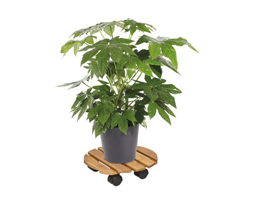 Plante d''intérieur Aralia dans un pot sur un support à roulettes en bois