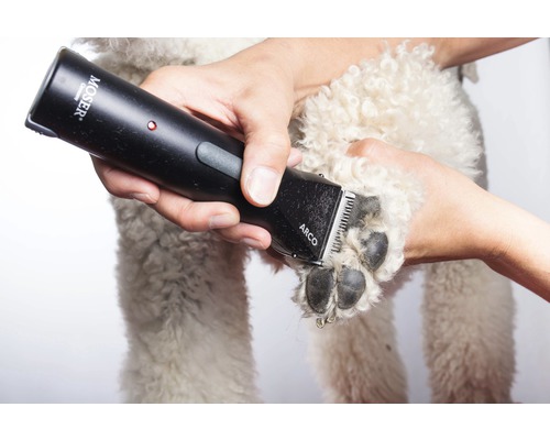 Toilettage pour chien avec une tondeuse Moser Arco