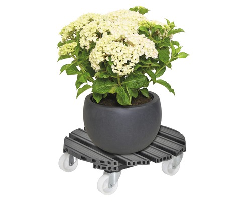Hortensia en pot sur un chariot à plantes avec roulettes