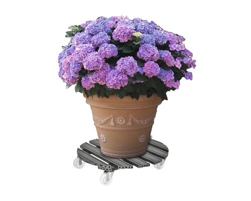 Hortensia dans un pot sur un chariot à plantes