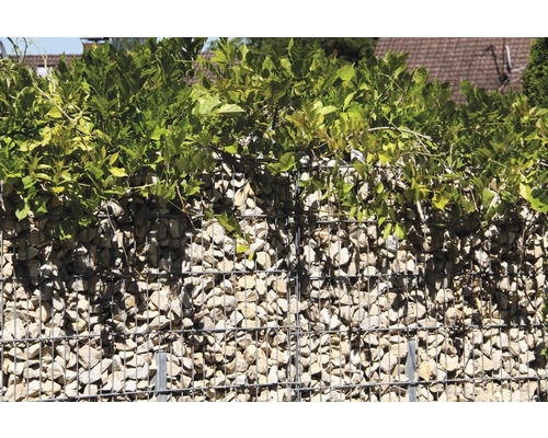 Gabionenwand mit Steinen und Bepflanzung