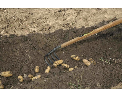 Récolte de pommes de terre avec une fourche bêche