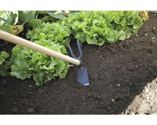 Sarcloir de jardin utilisé entre des plants de salade