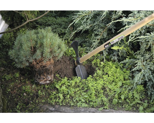 Scène de jardinage avec une houe et un pin.