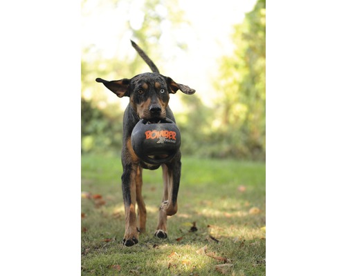 Un chien porte un ballon noir pour chien Bomber Extreme dans sa gueule