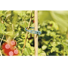 Lien pour plantes FloraSelf 14 cm 50 unités