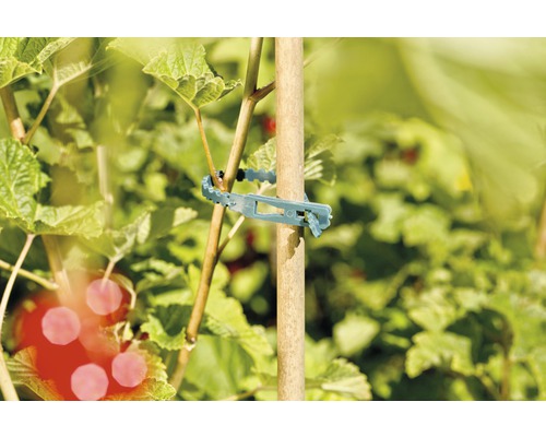 Attache pour plante permettant de fixer une plante à un bâton en bois