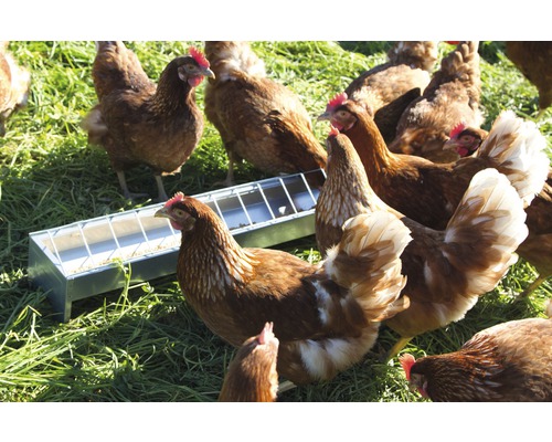 Hühner fressen aus einem Futtertrog auf einer Wiese