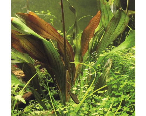 Aquariumpflanze mit langen Blättern im Aquarium