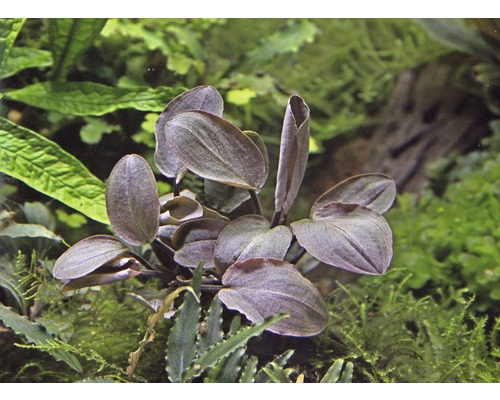 Aquarienpflanze mit ovalen Blättern