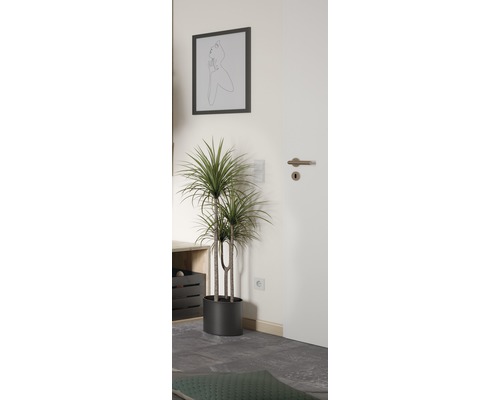 Plante d''intérieur décorative dans une pièce meublée moderne