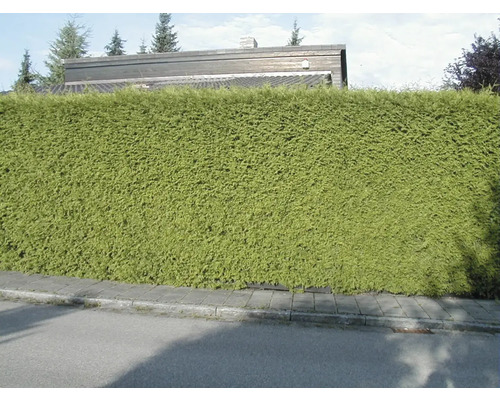 Haie verte le long d''une route comme écran d''intimité