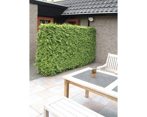 Haie de protection visuelle en thuya dans le jardin avec table et chaises