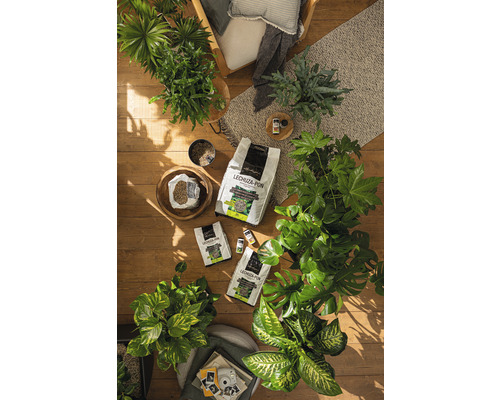 Plantes d''intérieur et substrats de plantes Lechuza Pon sur un plancher en bois