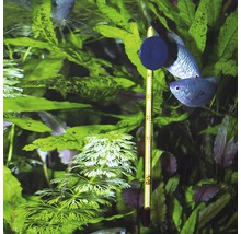 Aquariumthermometer mit Saugnapf im bepflanzten Aquarium mit Fischen