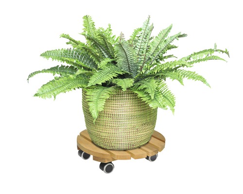 Plante d''intérieur dans un pot tressé sur un support à roulettes en bois