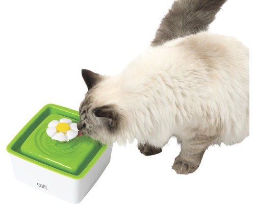 Chat buvant dans une fontaine à eau avec motif floral