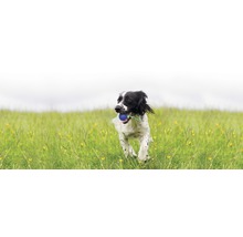 Un chien porte une balle dans une prairie