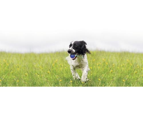 Un chien porte une balle dans une prairie
