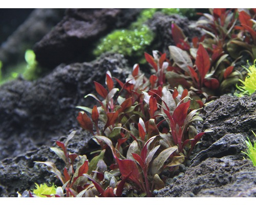 Plantes d''aquarium avec des feuilles rouges entre les pierres
