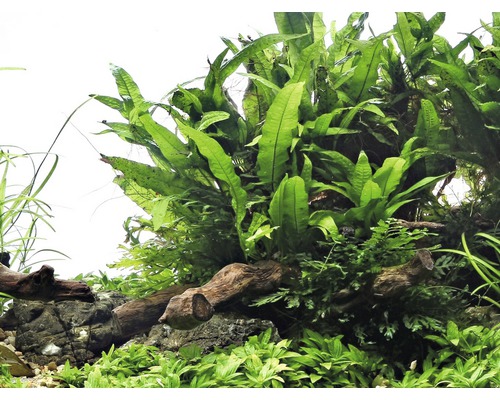 Plantes d''aquarium sur bois flotté et pierres