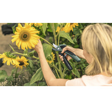 Frau schneidet Sonnenblume mit einer Gartenschere der Marke Bosch