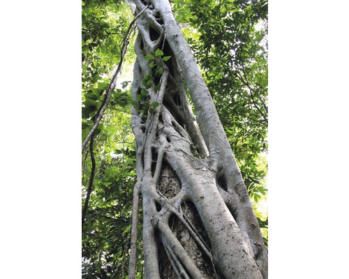 Baumstamm mit Baumwurzeln im Wald