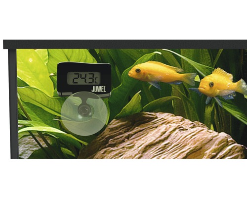 Aquarium avec poissons, plantes et thermomètre numérique