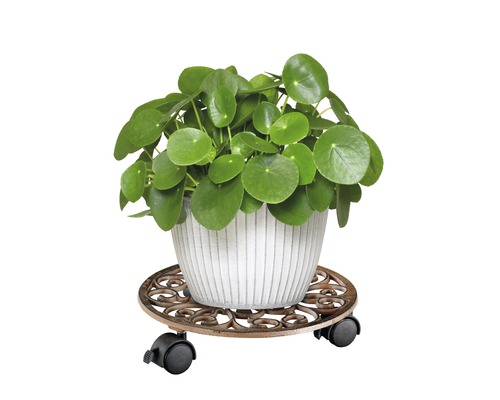 Arbre à monnaie chinois dans un pot de fleurs sur un chariot à plantes