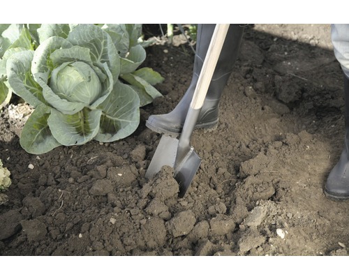 Jardinage à la bêche à côté d''un chou