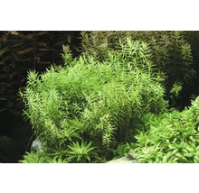 Rotala verte