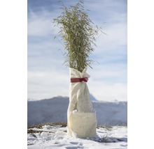 Plant de bambou emballée dans une protection hivernale