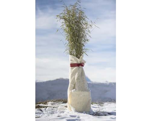 Plant de bambou emballée dans une protection hivernale