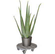 Aloe Vera en pot sur un support à roulettes