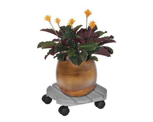 Blühende Zimmerpflanze in einem Topf auf einem Pflanzenroller