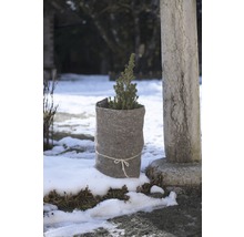 Kleine Konifere im Topf mit Jutesack im Garten im Winter