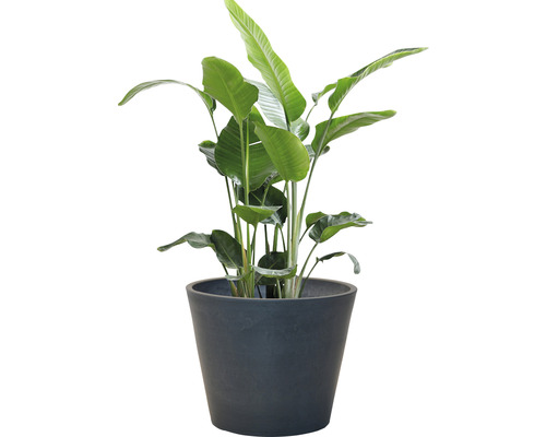 Strelitzia en pot