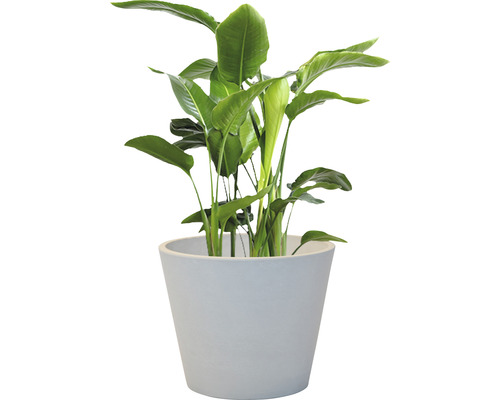 Strelitzie in einem Topf