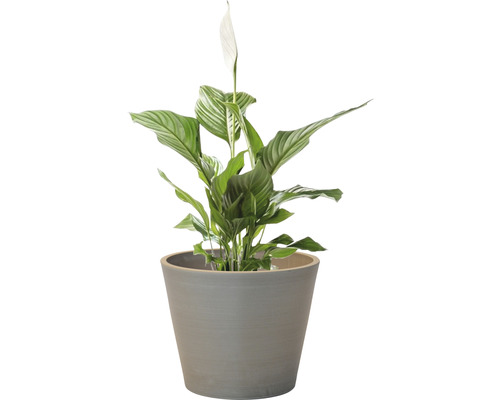 Spathiphyllum en pot