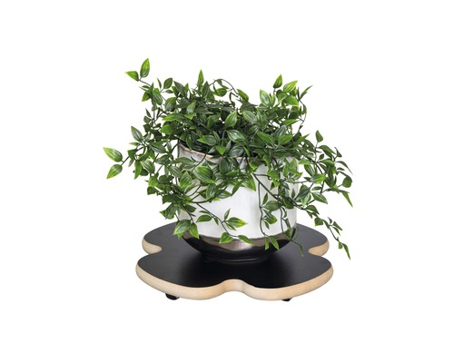 Plante d''intérieur en pot sur un plateau à roulettes pour plantes